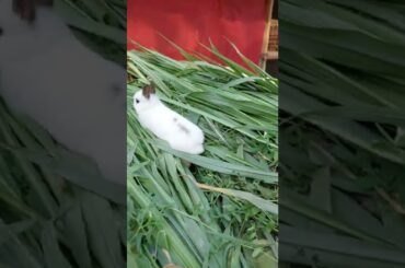 Cute Dwarf Bunny #petanimal #shorts  #cuterabbit