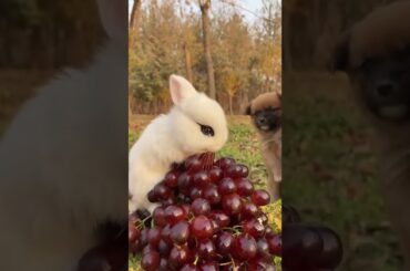 Loving of Cute Rabbit