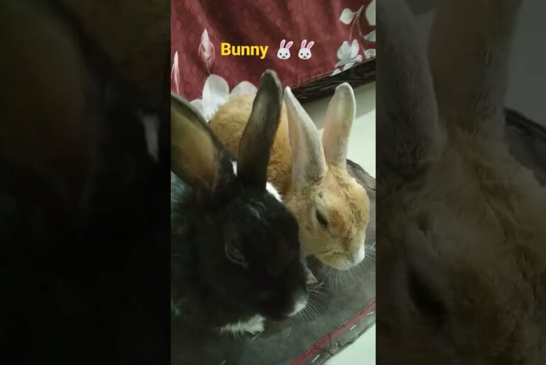 cute bunny"The brothers" #bunny #shorts