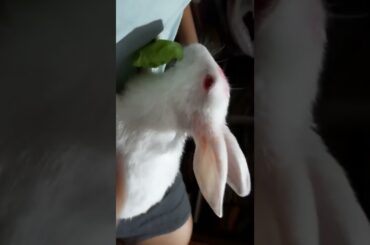 cute rabbit #shorts#youtubeshorts khargosh rabbit house