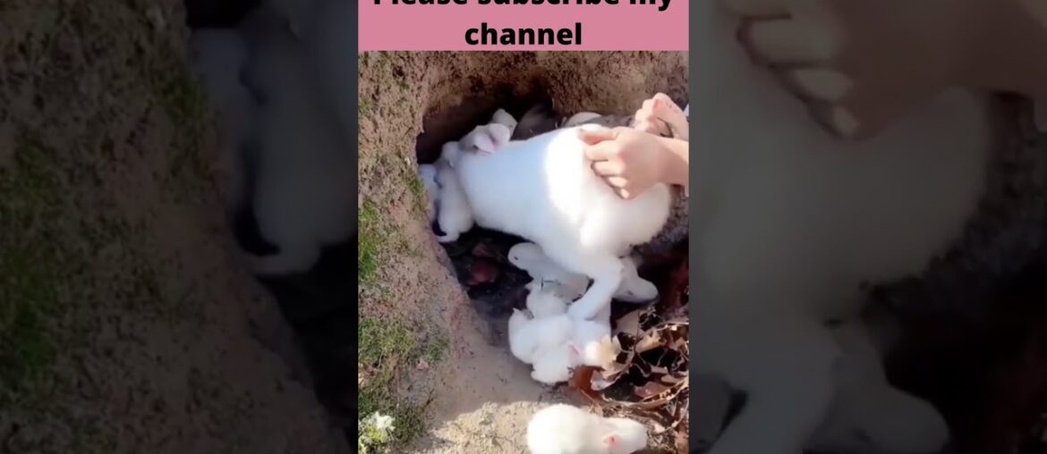 37 cute rabbit!cute rabbit videos!cute rabbit baby #shorts   rabbit funny videos,#rkpet'sjungle