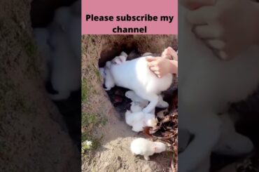 37 cute rabbit!cute rabbit videos!cute rabbit baby #shorts   rabbit funny videos,#rkpet'sjungle