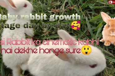 Cute and beautiful baby Rabbit growing up 1 to 32 days