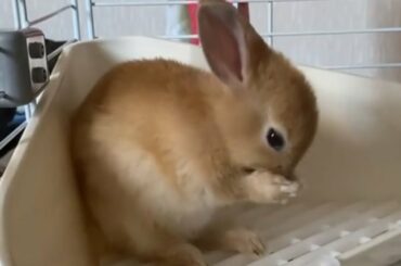 Cute Baby Bunnies Washing Her Face - Rabbit Cleaning Face & Rabbit Cleaning Itself - Bunny Cleaning