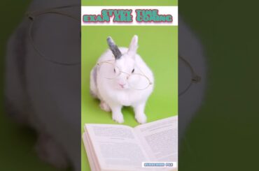 cute #cute rabbit #study#for exam#youtubeshorts #short #youshorts #enjoylife #youtube