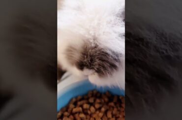 Imposter Cute Rabbit  Cute Rabbit #00168 37