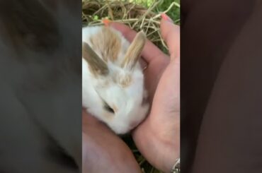 Cute rabbit #Shorts
