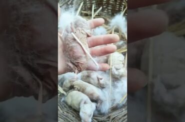 Loving of Cute Rabbit