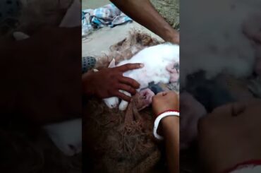 rabbit cute baby delivery