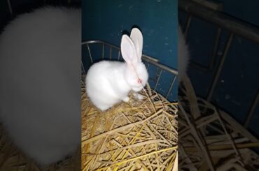 cute #rabbit 2022 #shorts