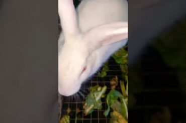 Cute rabbit shorts #shorts #rabbit #cuterabbit #trendingshorts #blackpink