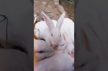 Loving of Cute Rabbit