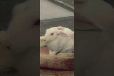 #babies #meetmybunny#cute#rabbit#cute#lovely#animal#bunny