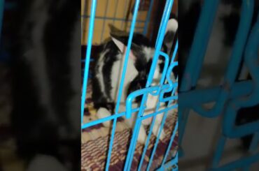 Caught Under Cage my cute Rabbit #shorts