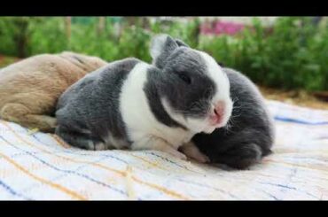 Watch Baby Rabbits Grow Day 1 to 28