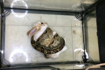 Warning! Live Feeding Snake | Boa Constrictor Eating Rabbit