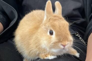 Cute Rabbit Videos With Funniest Rabbit Compilation 2022