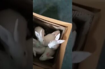 Beautiful & Cute Rabbit Bunnies