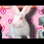 Funny & Cute Bunny Rabbit | Animal Videos 2022