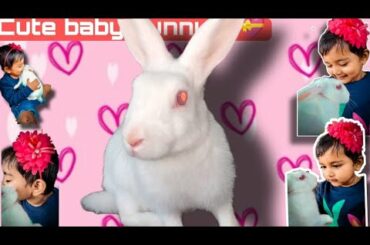 Funny & Cute Bunny Rabbit | Animal Videos 2022
