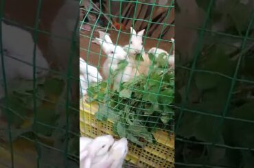 Loving of Cute Rabbit