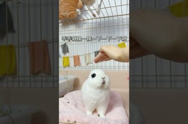 Loving of Cute Rabbit