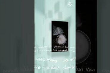 Cute rabbit bunny sleeping