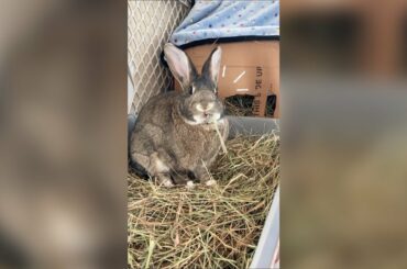 Somebody’s watching me! Cute bunny #shorts