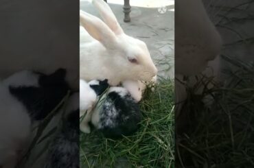 My Cute Bunny Copy Her Mother || #shorts