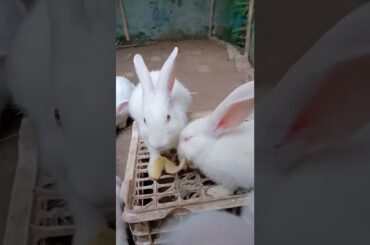 Loving of Cute Rabbit