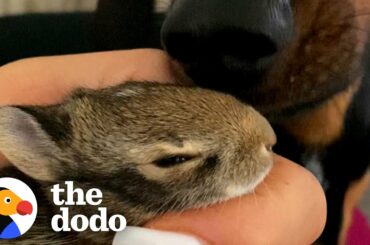 Dachshund Loves To Snuggle With Wild Bunny His Mom Saved | The Dodo