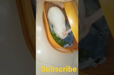cute rabbit // #shorts #youtubeshorts #babybunny #rabbitguru // rabbit house