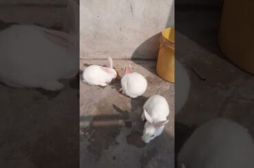 Good Morning Cute Rabbit #shorts