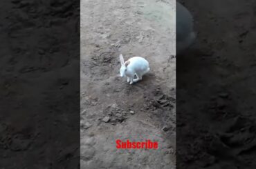 | cute rabbit | #short #shortvideo #rabbitshortvideo