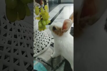 Little Bunny eating food#bugsbunny#bunny#rabbit#cute animals