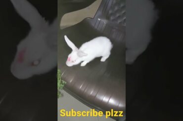 cute rabbit // #shorts #youtubeshorts #viral #rabbitguru // rabbit sound || jojo rabbit