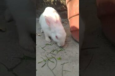 cute rabbit eating grass # shorts #rabbit #cuterabbit