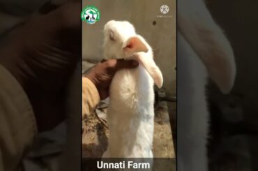 New Zealand White Male Female Rabbit ll Cute Rabbit Couple  @Unnati Farm