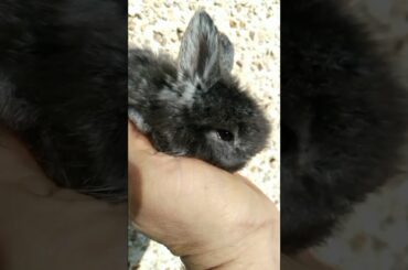 SO AMAZING CUTE BABY BUNNY VIDEO #shorts @Animals Kingdom