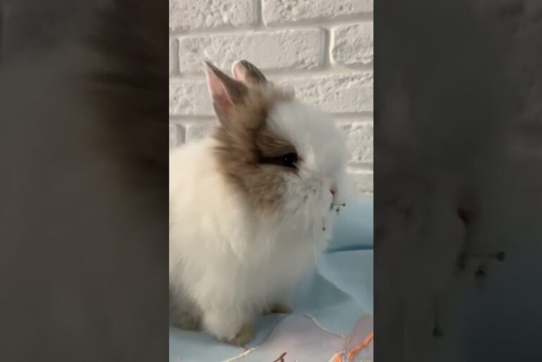 Cute Rabbit eating flower-