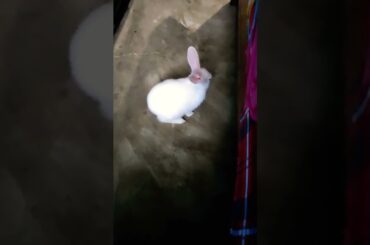 Cute baby bun||CUTE RABBIT VLOGS||