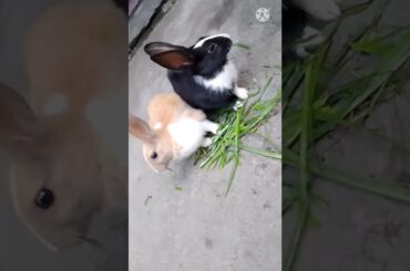 Conejo, mi conejito bostezando, Recopilacion. My Cute rabbit, Funny Bunny,,,,,Rabbit's Food