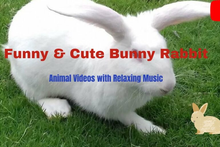 Funny & Cute Bunny Rabbit | Animal Videos  with Relaxing Music