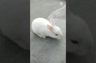 My Cute Bunny || #shorts