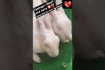 Cute Rabbit Couple #feelings #love #rabbit #khargosh #jodi #madeforeachother #love