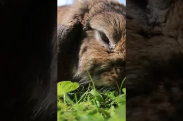 cute baby rabbits