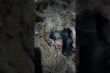 cute rabbit baby