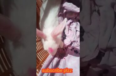 cute rabbit #shorts #youtubeshorts #boringday rabbit cage rabbit delivery