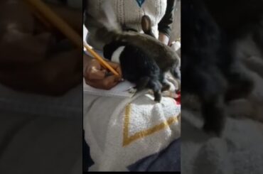 cute rabbit