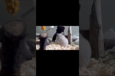 cute rabbit #shortvideo